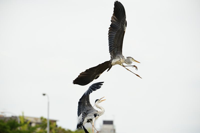 鴨川のサギ_f0032011_19595336.jpg