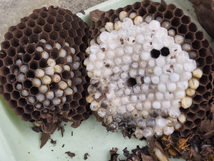 コガタスズメバチの巣と幼虫_c0116915_23423098.jpg