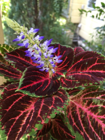 コリウスの花とモコモコセダム 鈴として