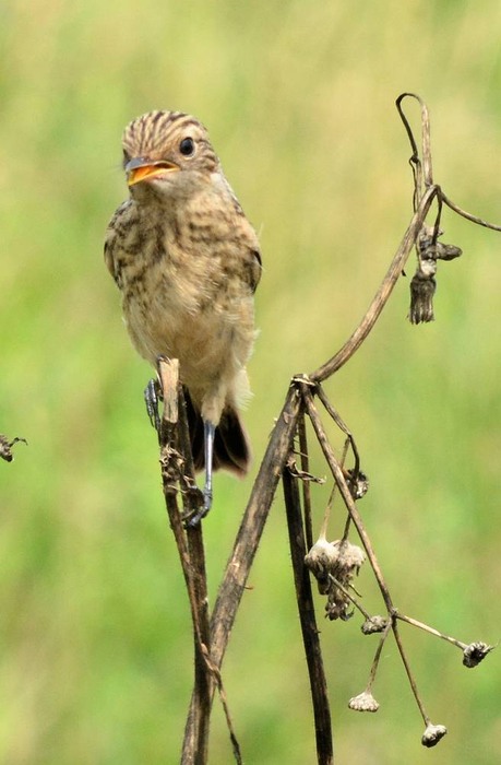 北の森からエゾリスと野鳥便り _d0098721_2046283.jpg