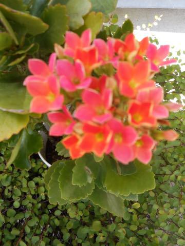 a0050728_12523459.jpg