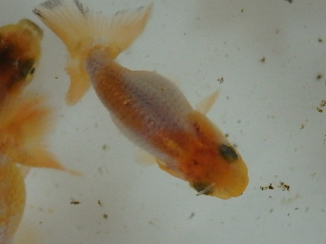 f0334143_8563553.jpg