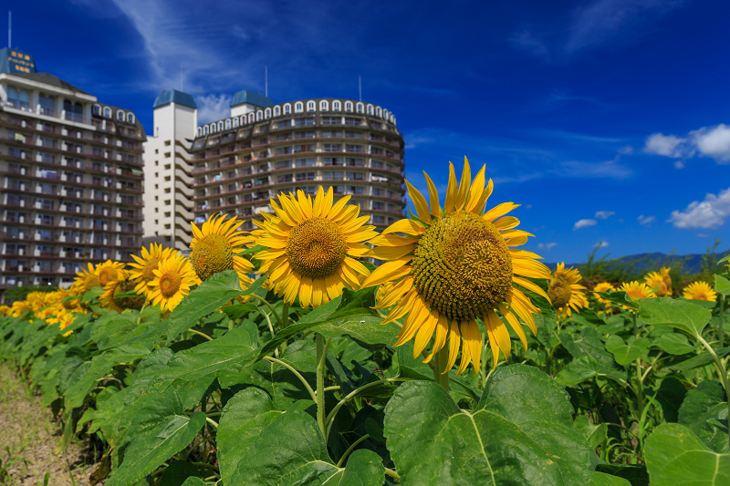 夏！暑中お見舞い申し上げます（琵琶湖なぎさ公園）_f0155048_01625.jpg