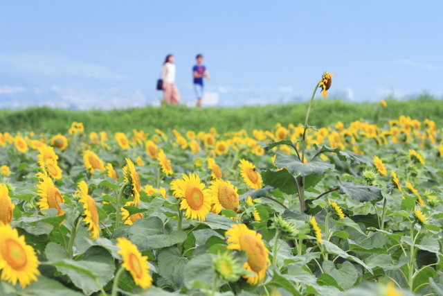 夏の花　向日葵畑で♪_b0055171_22191268.jpg