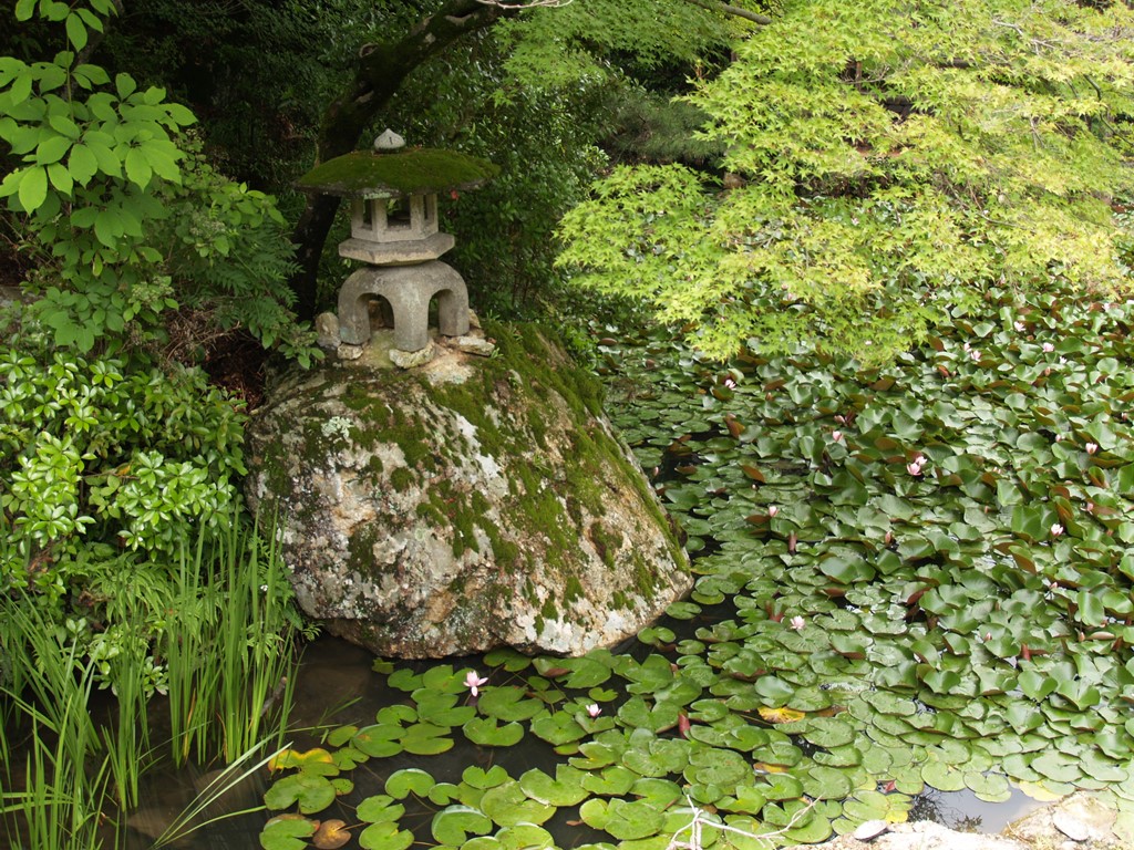 『三田洞弘法(法華寺)と八大龍王総本殿の睡蓮と鯉・・・・・』_d0054276_20331698.jpg