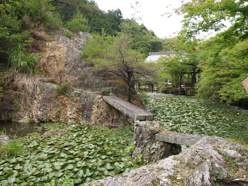 『三田洞弘法(法華寺)と八大龍王総本殿の睡蓮と鯉・・・・・』_d0054276_2034812.jpg