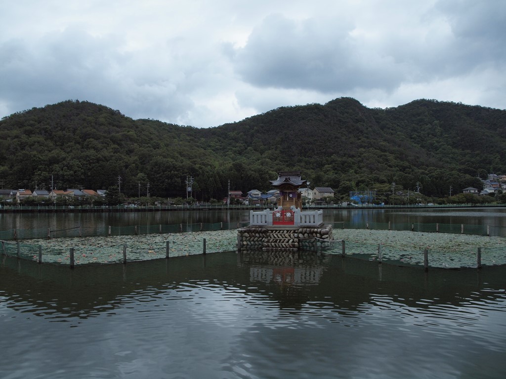 『三田洞弘法(法華寺)と八大龍王総本殿の睡蓮と鯉・・・・・』_d0054276_20363392.jpg