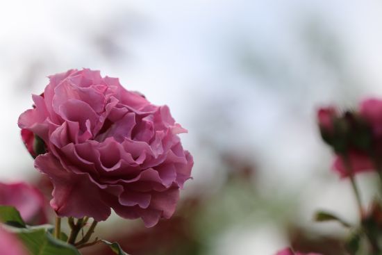 つる エンジェル フェイス 薔薇 15年5月 花の音色に誘われて