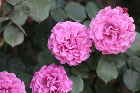 つる エンジェル フェイス 薔薇 15年5月 花の音色に誘われて