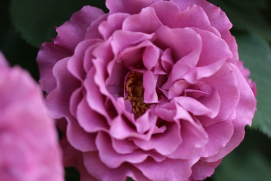 つる エンジェル フェイス 薔薇 15年5月 花の音色に誘われて