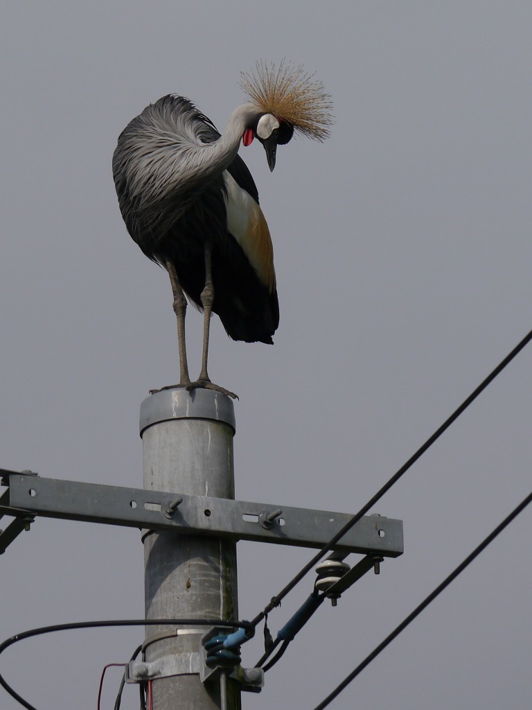 珍鳥 ホオジロカンムリヅル １ 花と葉っぱ