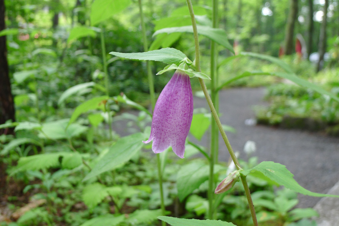 真夏の八方池へ　2_c0147790_14292813.jpg