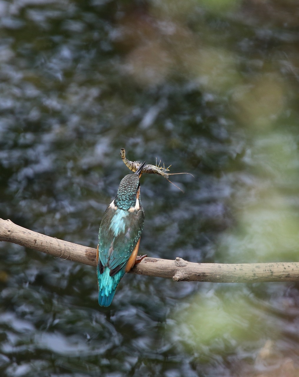 笹目川のカワセミ_f0296999_19172181.jpg