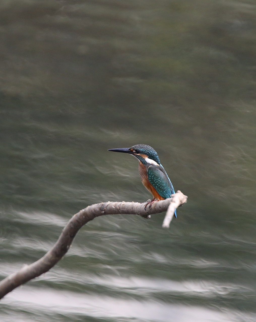 笹目川のカワセミ_f0296999_19172770.jpg