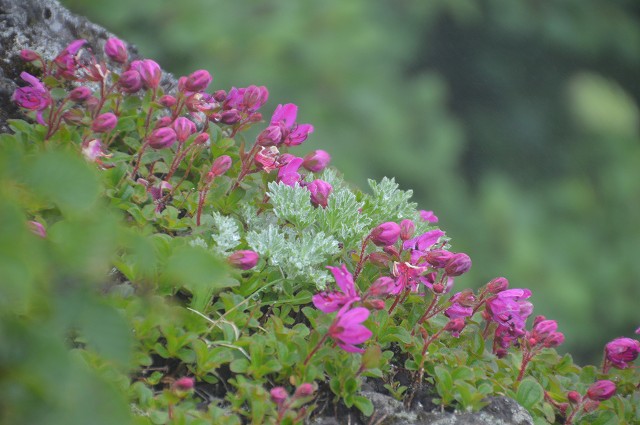 4日目:利尻山・選りすぐり植物編_c0124100_21343510.jpg