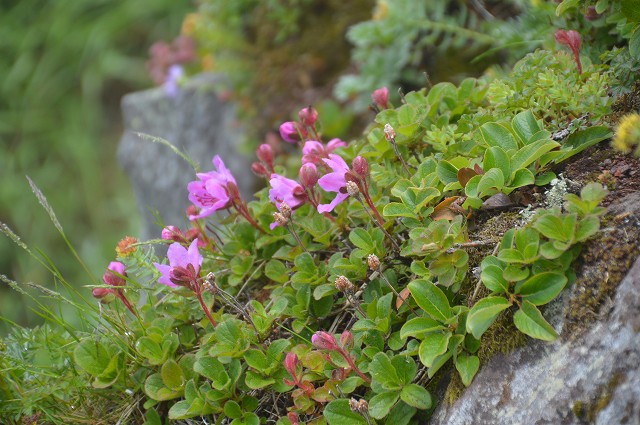 4日目:利尻山・選りすぐり植物編_c0124100_21344425.jpg