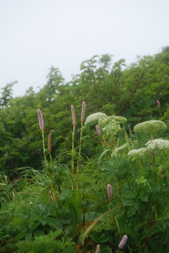 4日目:利尻山・選りすぐり植物編_c0124100_21383526.jpg