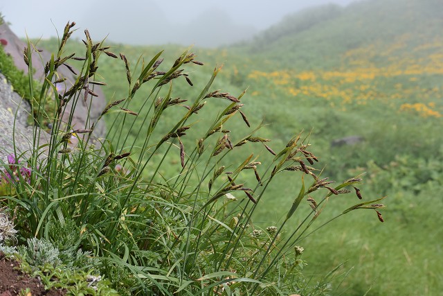 4日目:利尻山・選りすぐり植物編_c0124100_2140274.jpg