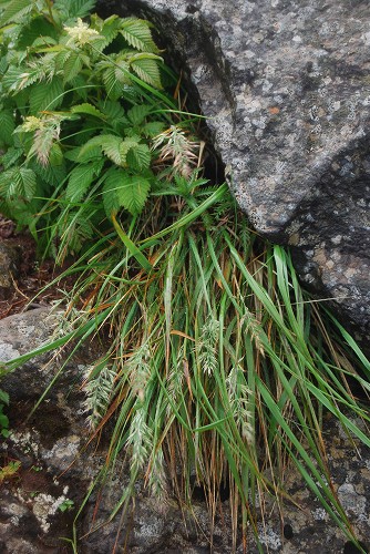 4日目:利尻山・選りすぐり植物編_c0124100_21434147.jpg