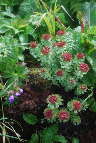 4日目:利尻山・選りすぐり植物編_c0124100_21453198.jpg