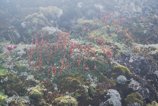 4日目:利尻山・選りすぐり植物編_c0124100_2146391.jpg