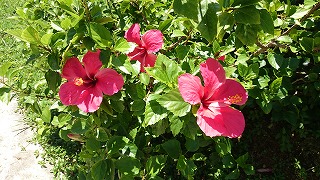 f0006509_26151.jpg
