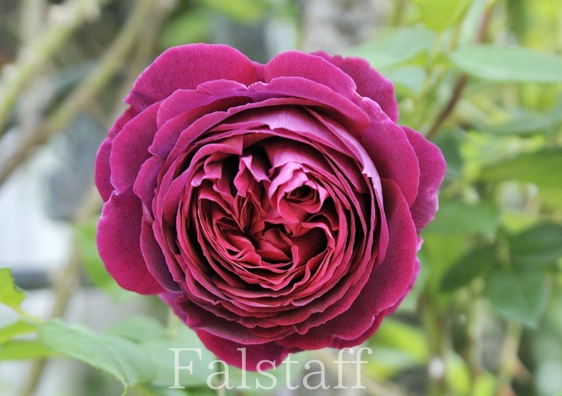 超美形の薔薇 : 彼とカヲリの庭の関係 超美形の薔薇 : 彼とカヲリの庭の関係