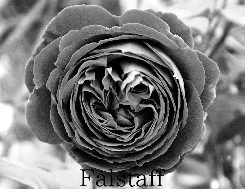 今関アキラコ、【薔薇】 バラ 紅｜ROSE Kurenai｜花の手帖のwebバラ図鑑