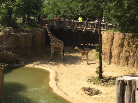 Rip ダラス動物園のキリンの赤ちゃん だらだらダラス