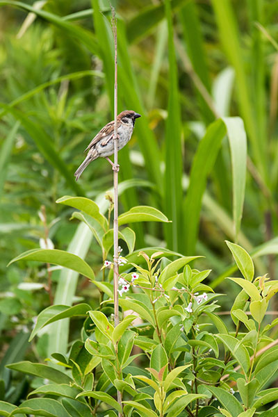 ありふれた野鳥です_e0104632_1428322.jpg