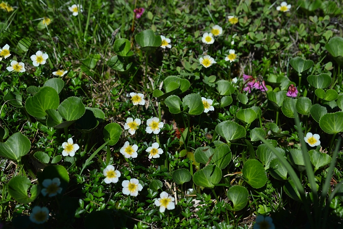 栂池自然園の花たち・・・4_b0236334_1951431.jpg