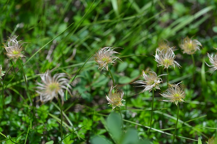 栂池自然園の花たち・・・4_b0236334_1951534.jpg