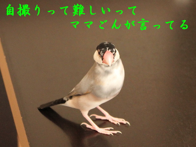 c0365734_23011766.jpg