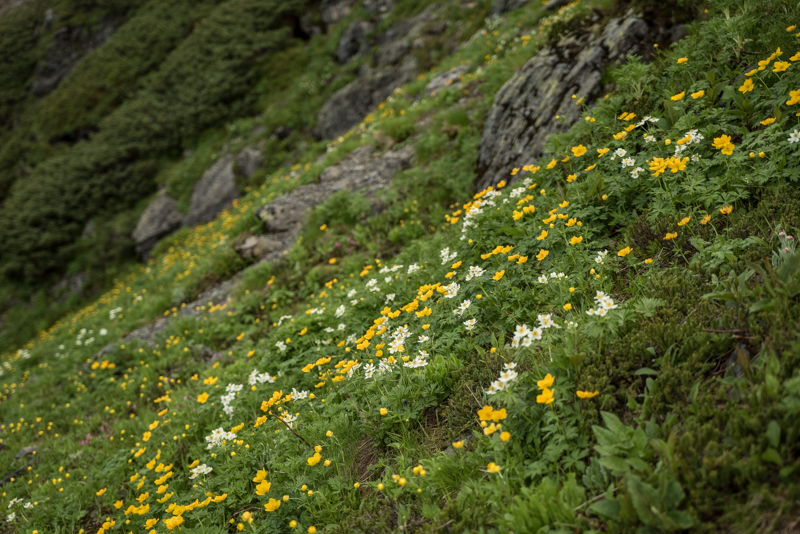 北岳　間ノ岳登山記②_e0341336_9453682.jpg