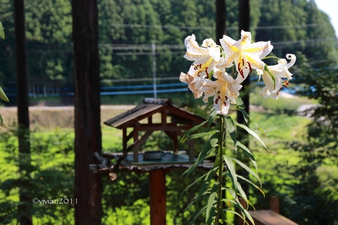 日光　木もれびの里 箏路(ことじ)の蕎麦～高龗(たかお)神社へお礼参り_e0227942_21563818.jpg