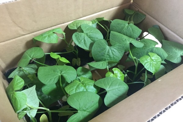 変化あさがお 江戸風情 123