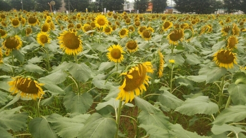 c0140049_07475047.jpg