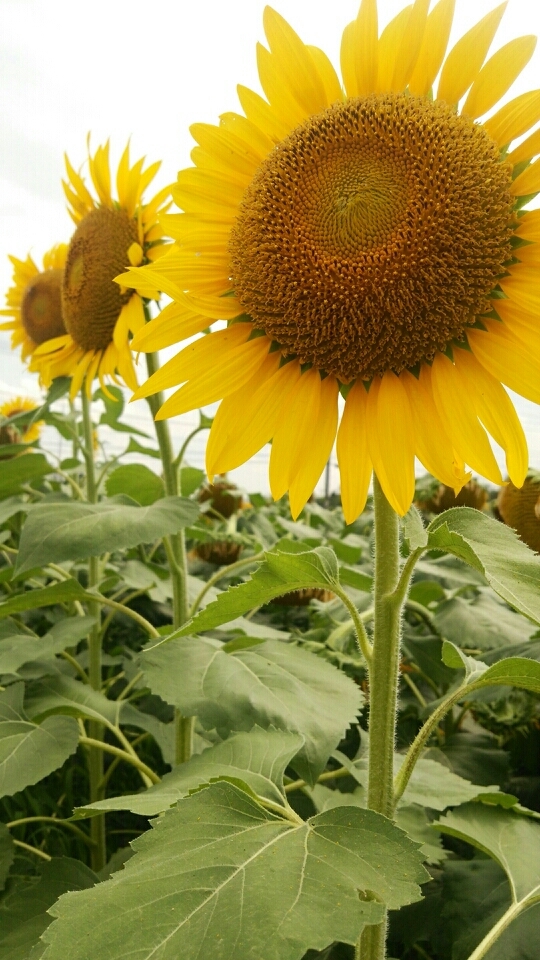 c0140049_07475184.jpg