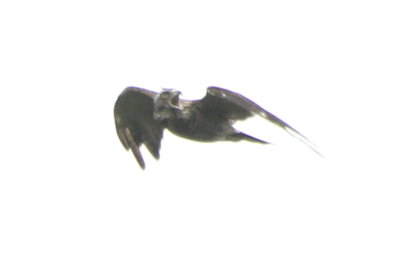 d0177549_54742.jpg
