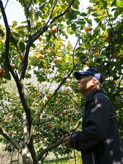 太秋柿 古川果樹園 今年も順調に成長中!摘果作業と枝吊り作業の惜しまぬ手間ひまをかけ育ています!_a0254656_19194268.jpg