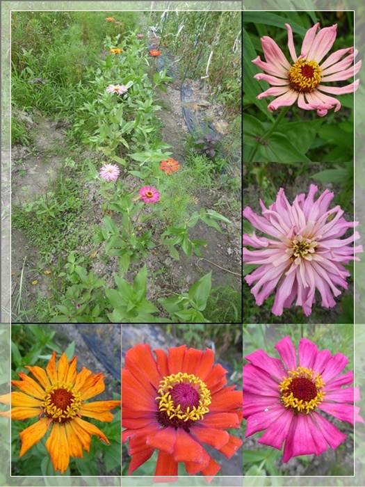 夏 秋に咲く その2こぼれ種 ジニア 花 花 種を播こう 夏 秋に咲く その2こぼれ種 ジニア 花 花 種を播こう
