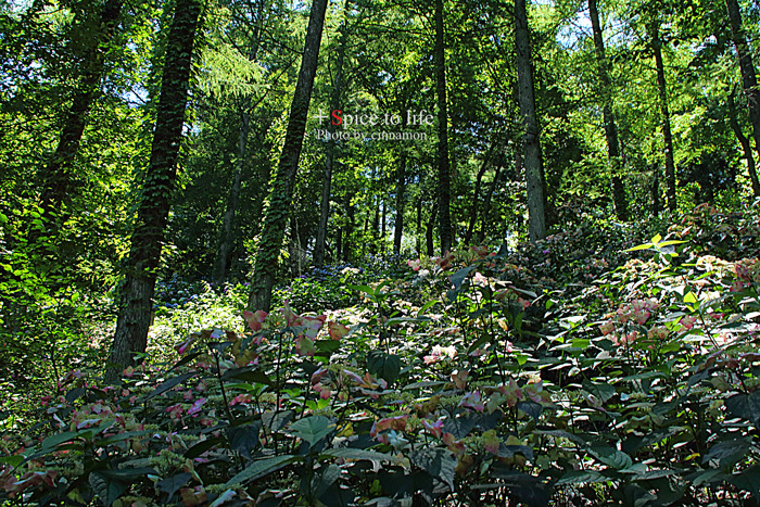 カチカチ山の紫陽花_f0326278_23035478.jpg