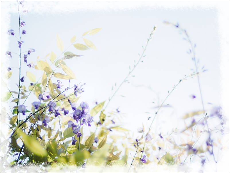 ひと夏の思い出~夏藤~_a0161380_10511650.jpg