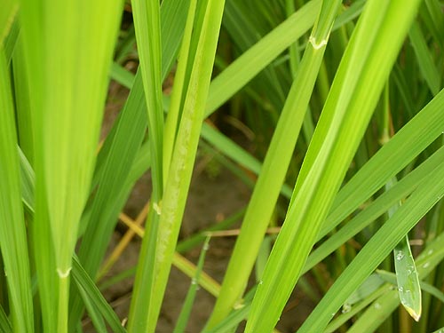 7月30日の田んぼ(上目黒小・枝野小)_d0247484_14163146.jpg