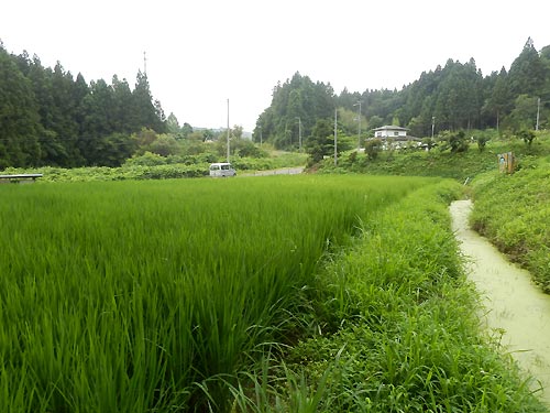7月30日の田んぼ(月光原小・西根小)_d0247484_15173186.jpg