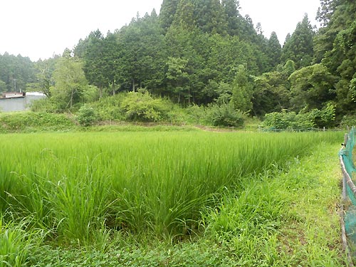 7月30日の田んぼ(月光原小・西根小)_d0247484_15181030.jpg