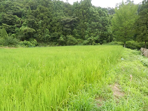 7月30日の田んぼ(月光原小・西根小)_d0247484_15184016.jpg