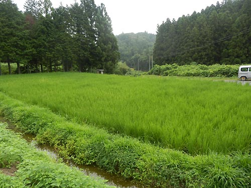 7月30日の田んぼ(月光原小・西根小)_d0247484_1541233.jpg