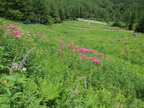 花良し　展望良し　(二日目)_a0104890_21333849.jpg