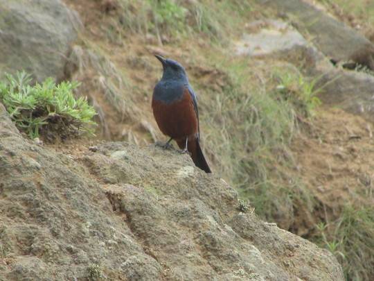 天売島の鳥①_f0159390_10114655.jpg